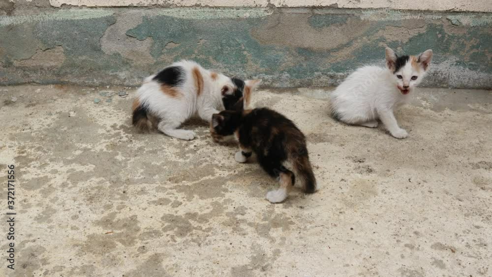 Four kittens are scrambling to eat and act wonderfully. Four kittens are scrambling to eat and act wonderfully.