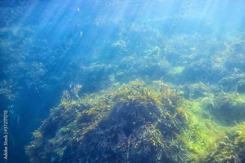underwater landscape reef with algae  sea north  view in the cold sea ecosystem