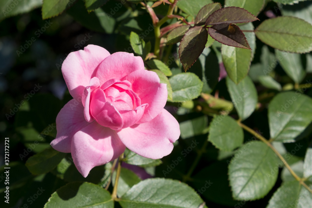 Beauty pink rose flower against background of leaves. Copy space.