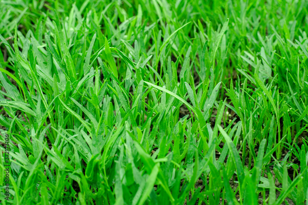 Green vegetables garden on backyard, Morning glory plot, Small of trees Green vegetables garden on backyard, Morning glory plot, Small of trees