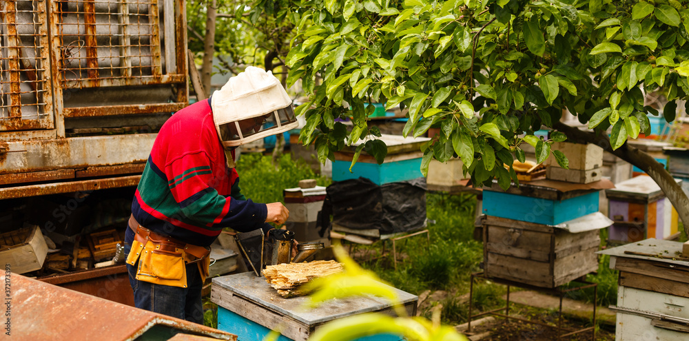 Beekeeper holding a frame of honeycomb Beekeeper holding a frame of honeycomb