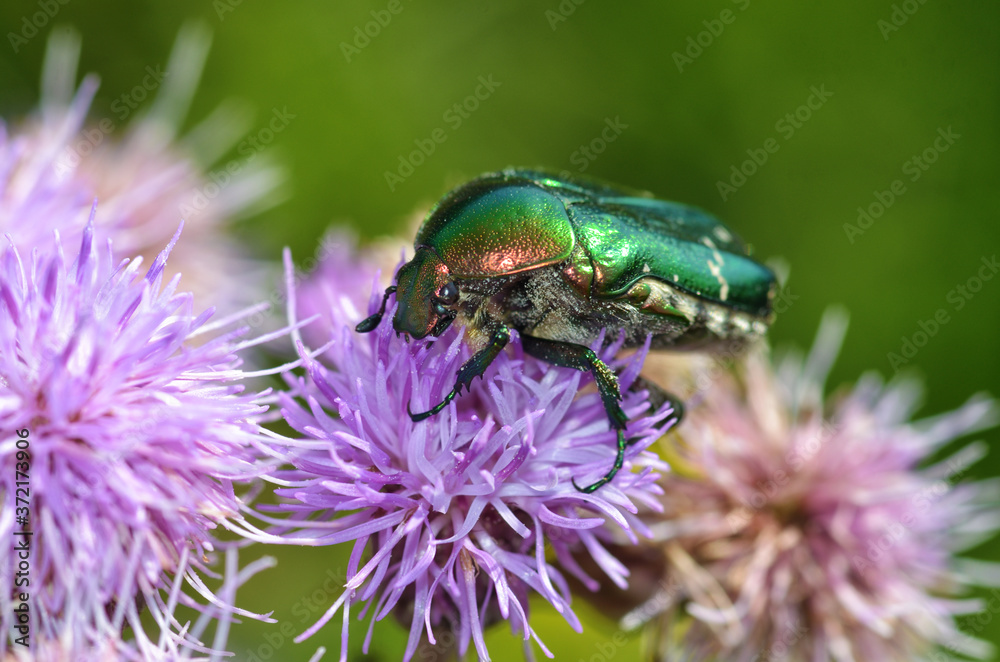 The green beetle collects pollen from the flower.