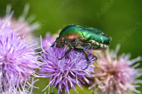 Obraz na płótnie The green beetle collects pollen from the flower. w salonie