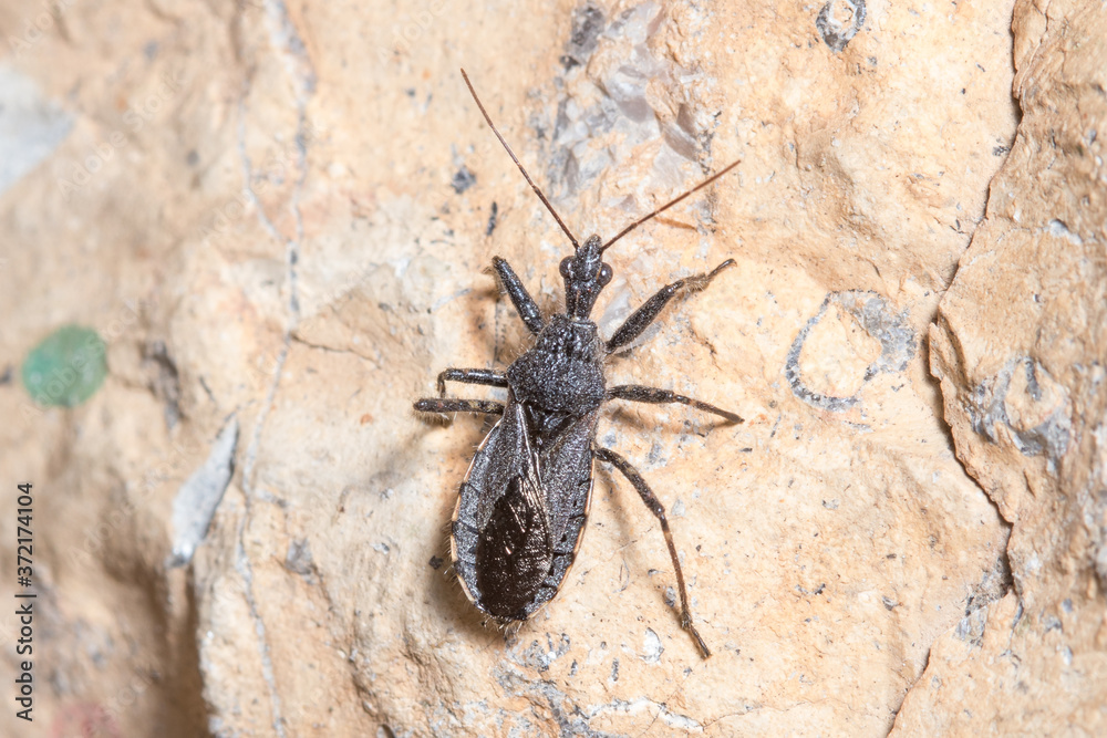 Assasin bug, Coranus niger, walking on a rock looking for preys Assasin bug, Coranus niger, walking on a rock looking for preys