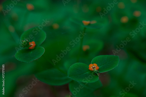 Macro. Small flowers with small leaves on a blurred green background