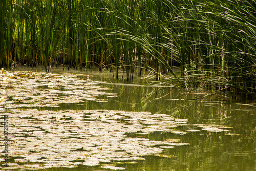 water lilies in the pond