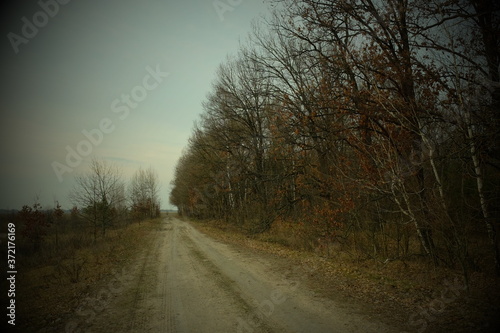 Trees growing on the side of a country road in the evening. A row of trees during twilight. Evening landscape. Leafless trees in spring.