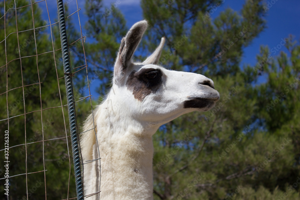 Obraz premium Greece. Rhodes island. Rest at the sea. Eurotrip. Greek Zoo. Animals.
