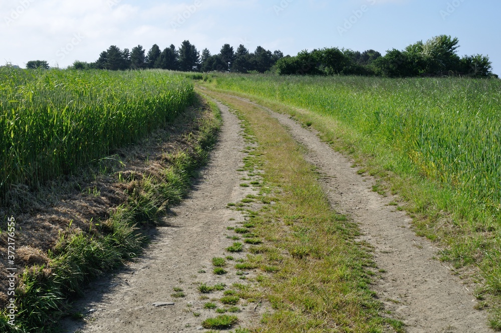 A path in spring