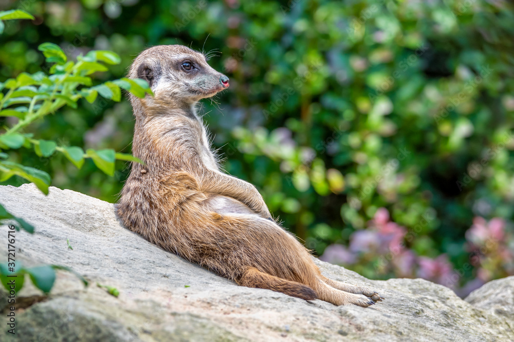Fototapeta premium Portrait of Meerkat Suricata suricatta, African native animal, small carnivore.