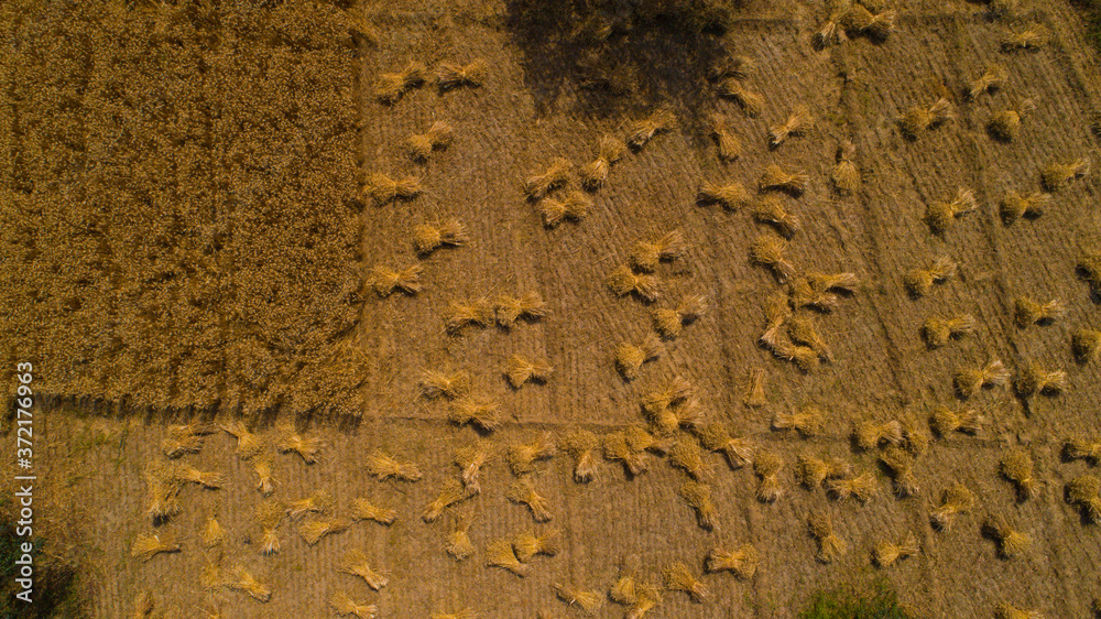 Aerial view of wheat field during harvesting time in India Aerial view of wheat field during harvesting time in India