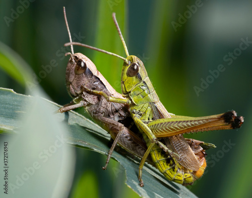 Grasshoppers mating . The meadow grasshopper ( Pseudochorthippus parallelus or Chorthippus parallelus)