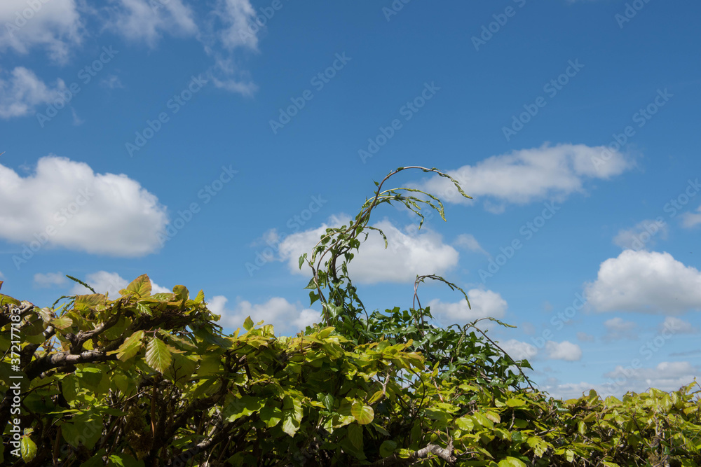 Obraz premium Spring Growth of the Highly Poisonous and Invasive Black Bryony Plant (Tamus communis) Growing out of the Top of a Beech Hedge in Rural Devon, England, UK