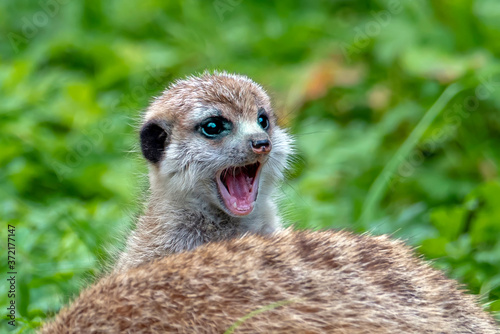 Portrait of young, baby Meerkat Suricata suricatta, African native animal, small carnivore.