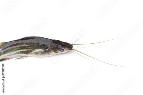 Twospot catfish,Mystus nigriceps,Bagridae isolated on white background. photo