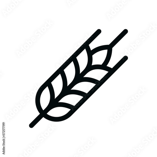 Wheat ear isolated vector icon, wheat grain outline icon, agriculture linear icon with editable stroke