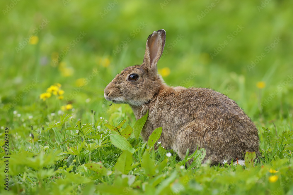 Wild Rabbit (Oryctolagus cuniculus) sitting in a field. Wild Rabbit (Oryctolagus cuniculus) sitting in a field.