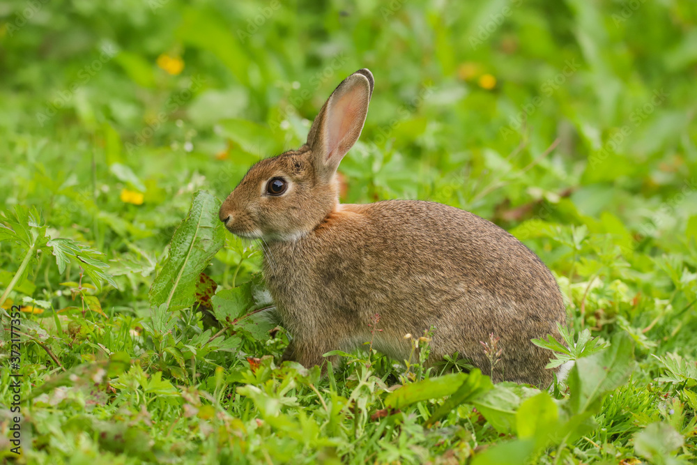 Wild Rabbit (Oryctolagus cuniculus) sitting in a field. Wild Rabbit (Oryctolagus cuniculus) sitting in a field.