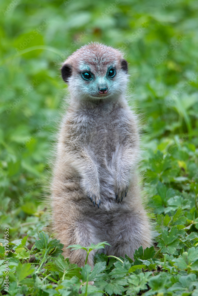 Portrait of young, baby Meerkat Suricata suricatta, African native animal, small carnivore. Portrait of young, baby Meerkat Suricata suricatta, African native animal, small carnivore.