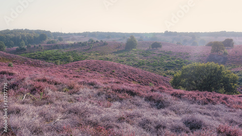 The heather fields in the Veluwe National Park during sunset