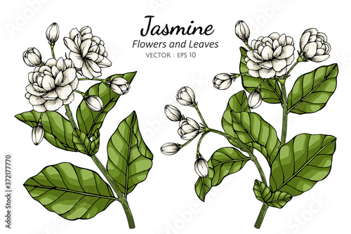 Hand drawn jasmine flower illustration with line art.