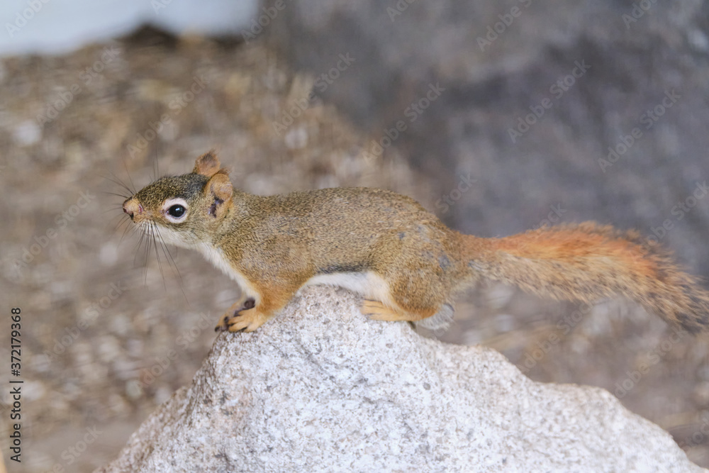 Fototapeta premium A rodents marmots chipmunks squirrel spotted on a tree trunk on hunting mood. Animal behavior themes. Focus on eye