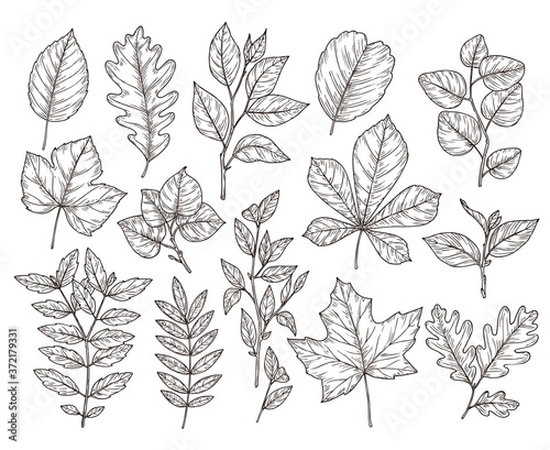 Hand drawn forest leaves. Autumn leaf sketch, nature elements. Botanical oak branch, fall foliage and plants vector illustration. Autumn foliage flora drawing