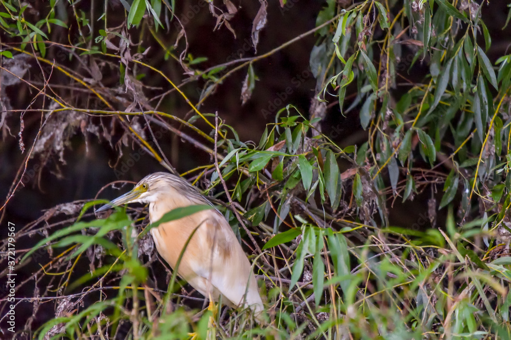 The squacco heron (Ardeola ralloides) in the Danube Delta Biosphere Reserve in Romania The squacco heron (Ardeola ralloides) in the Danube Delta Biosphere Reserve in Romania