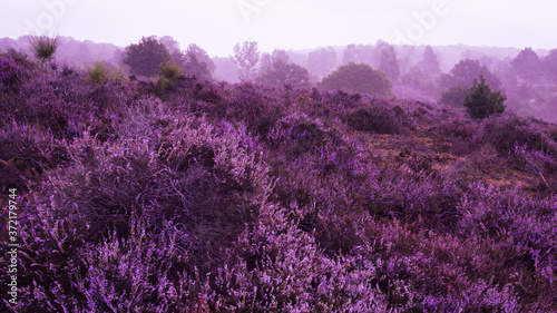 Heide in Posbank im Morgengrauen mit Nebel photo