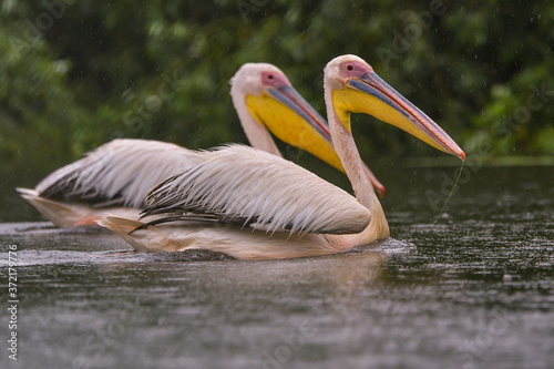 White Pelicans (Pelecanus onocrotalus) swimming in the Danube Delta in the rain