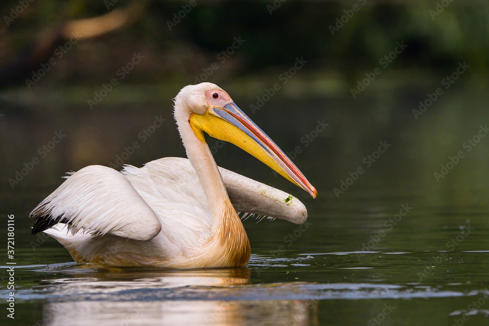 White Pelicans (Pelecanus onocrotalus) swimming in the Danube Delta after rain White Pelicans (Pelecanus onocrotalus) swimming in the Danube Delta after rain