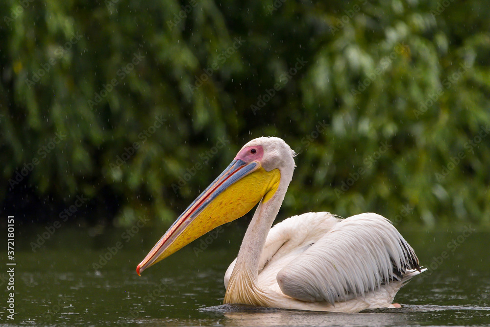 White Pelicans (Pelecanus onocrotalus) swimming in the Danube Delta in the rain White Pelicans (Pelecanus onocrotalus) swimming in the Danube Delta in the rain