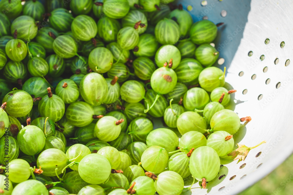 Green berries of a gooseberry close-up. Green berries of a gooseberry close-up.