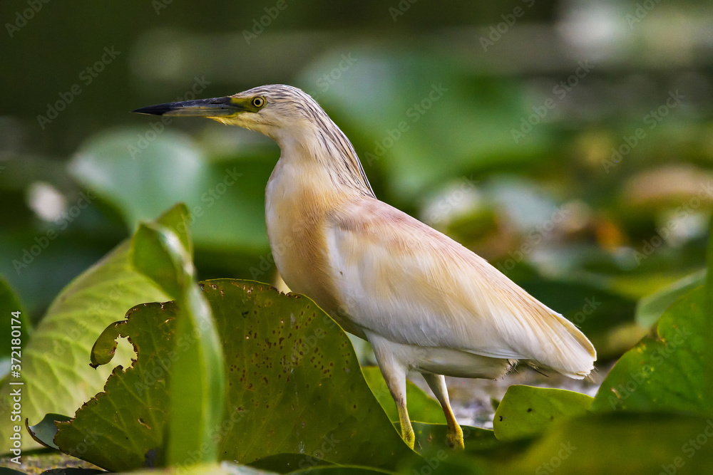 The squacco heron (Ardeola ralloides) in the Danube Delta Biosphere Reserve in Romania