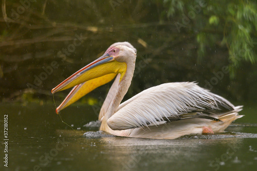 White Pelicans (Pelecanus onocrotalus) swimming in the Danube Delta in the rain