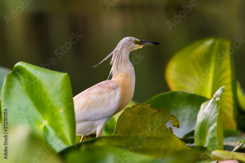 The squacco heron (Ardeola ralloides) in the Danube Delta Biosphere Reserve in Romania