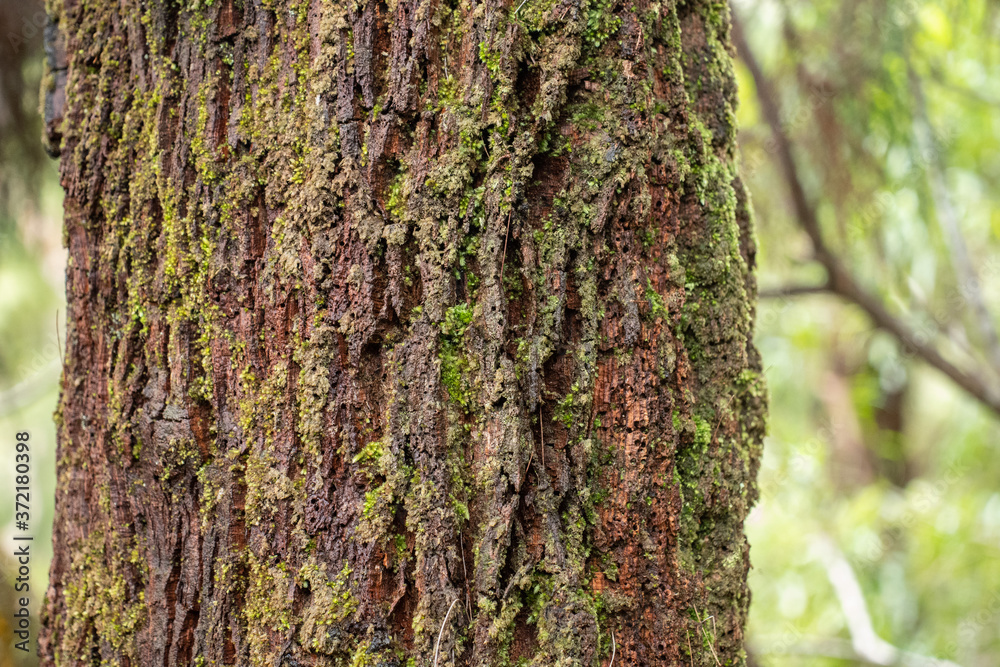 tree trunk, Bark Texture tree trunk, Bark Texture