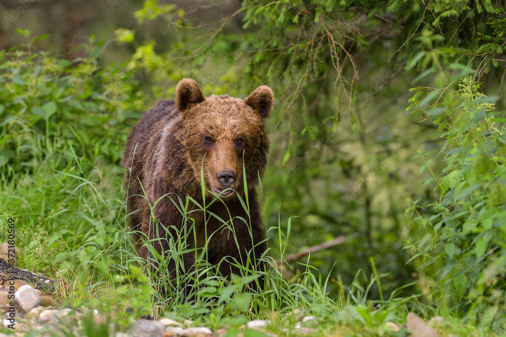 European Brown Bear (Ursus arctos arctos) in natural habitat. Romania