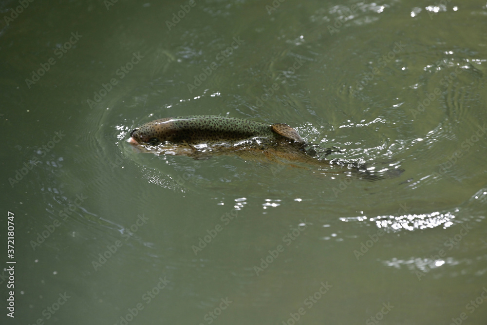Obraz premium beautiful rainbow trout gobbling in a clear river