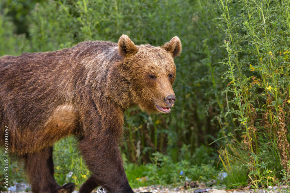 Fototapeta premium European Brown Bear (Ursus arctos arctos) in natural habitat. Romania