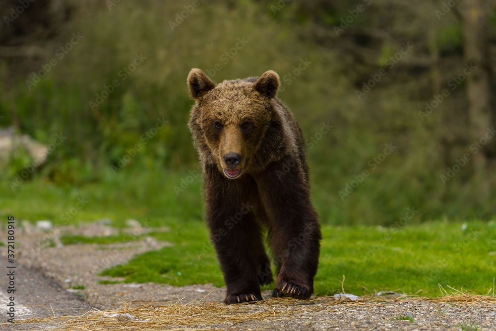 European Brown Bear (Ursus arctos arctos) in natural habitat. Romania European Brown Bear (Ursus arctos arctos) in natural habitat. Romania