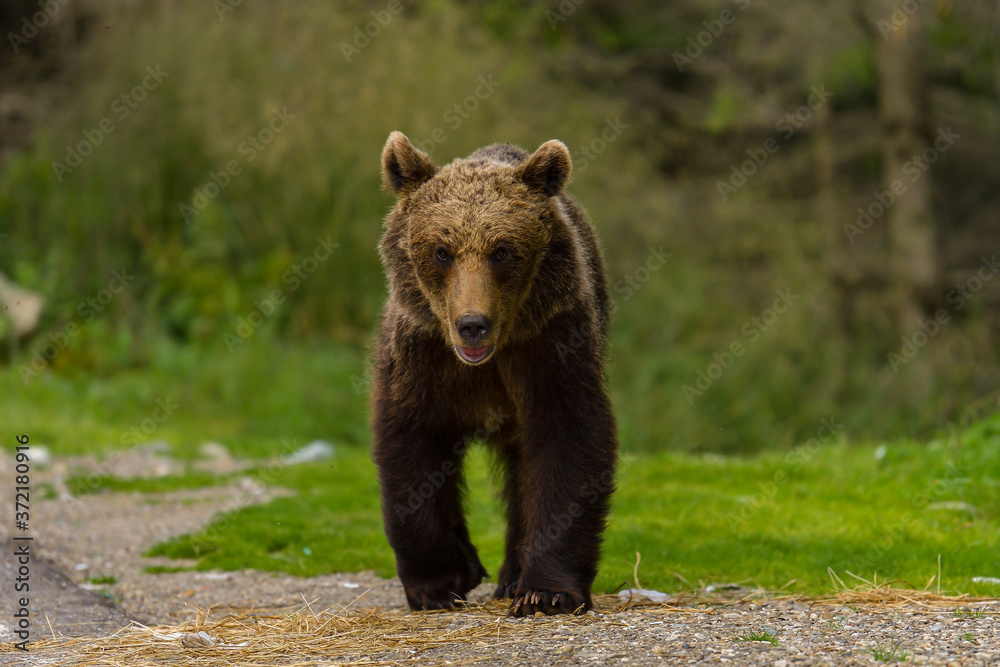 European Brown Bear (Ursus arctos arctos) in natural habitat. Romania European Brown Bear (Ursus arctos arctos) in natural habitat. Romania