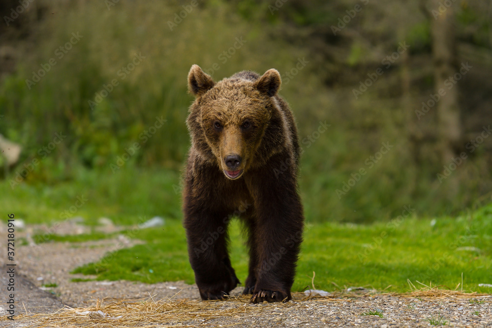 European Brown Bear (Ursus arctos arctos) in natural habitat. Romania