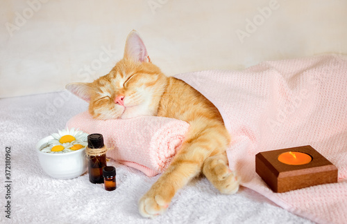 Sleeping cat on a turquoise massage towel.
