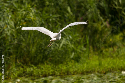 Great Egret (Ardea alba) Common Egret in the Danube Delta, Romania