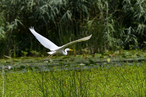 Great Egret (Ardea alba) Common Egret in the Danube Delta, Romania © brszattila