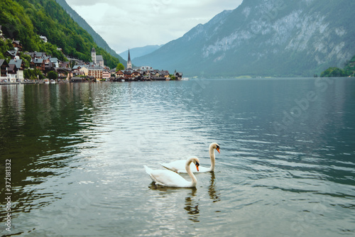 Fototapeta Naklejka Na Ścianę i Meble -  lovely couple swans at lake hallstatt city on background austria