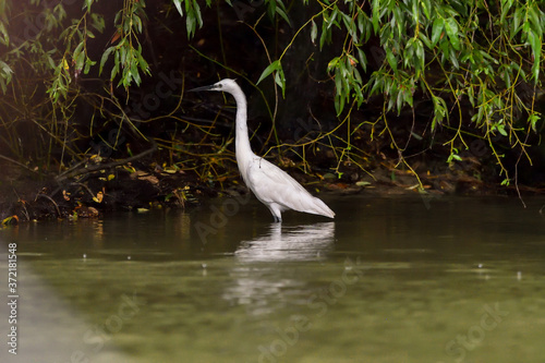 Little egret  egretta garzetta  in the Danube Delta  Romania