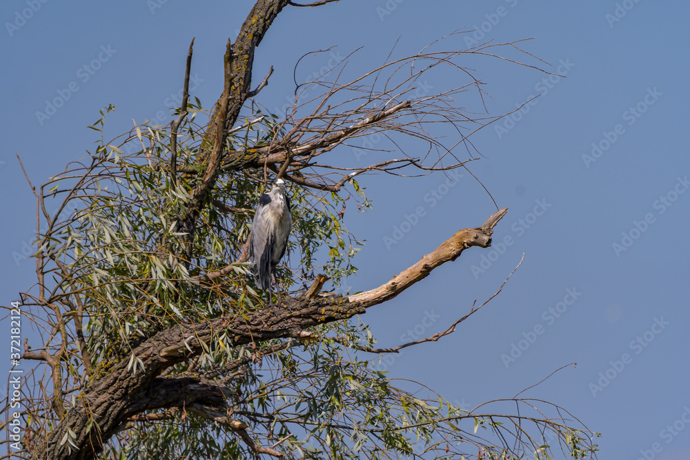 Grey heron bird (Ardea cinerea) in Danube Delta from Romania Grey heron bird (Ardea cinerea) in Danube Delta from Romania