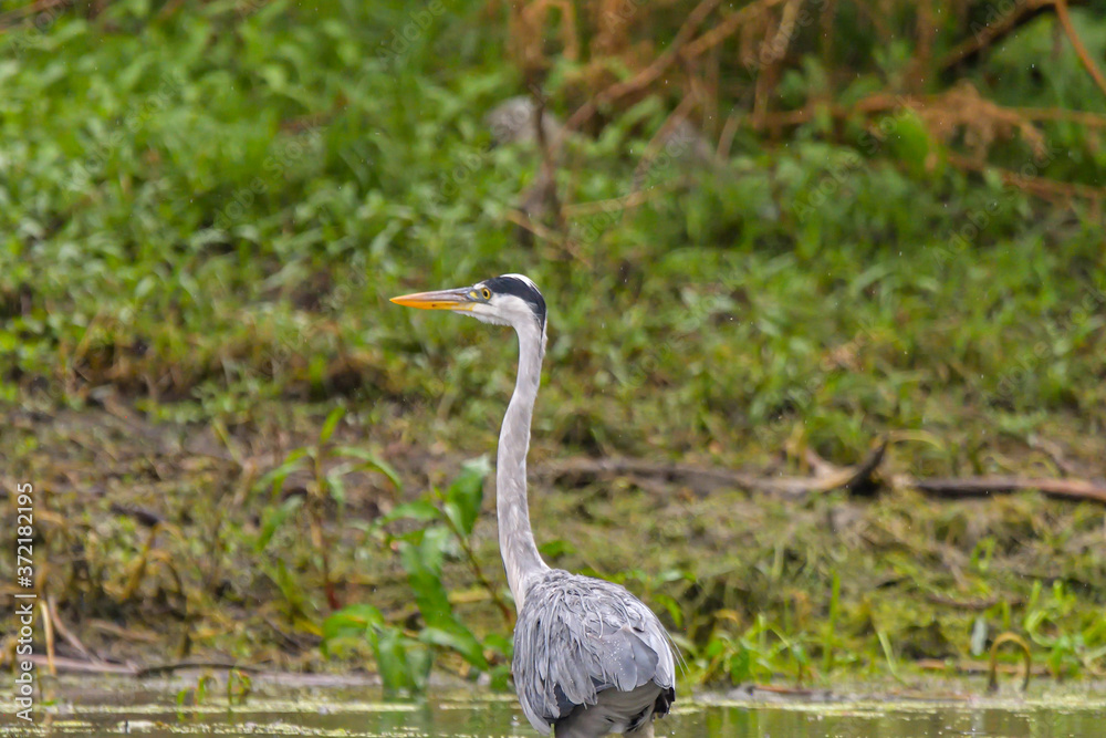 Fototapeta premium Grey heron bird (Ardea cinerea) in Danube Delta from Romania